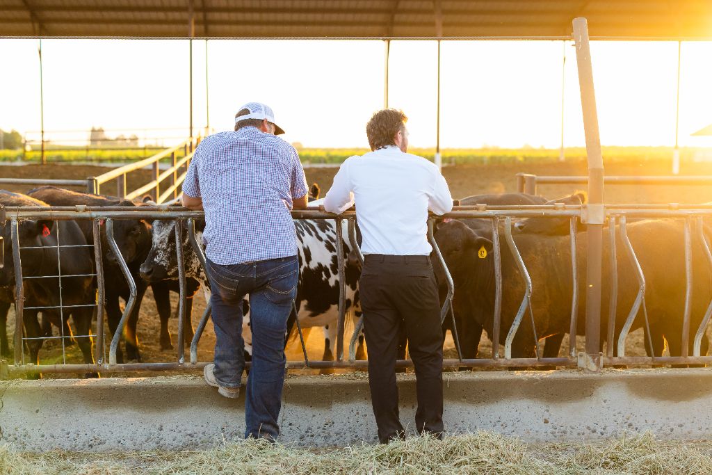 Cattle grazing at sunset on California Central Valley rangeland